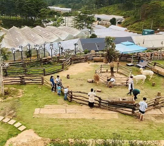 Nông Trại Cừu Frenzy Farm